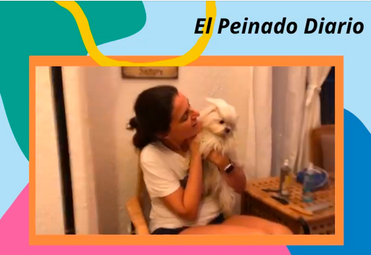 Peinado Diario del Bichón Maltés