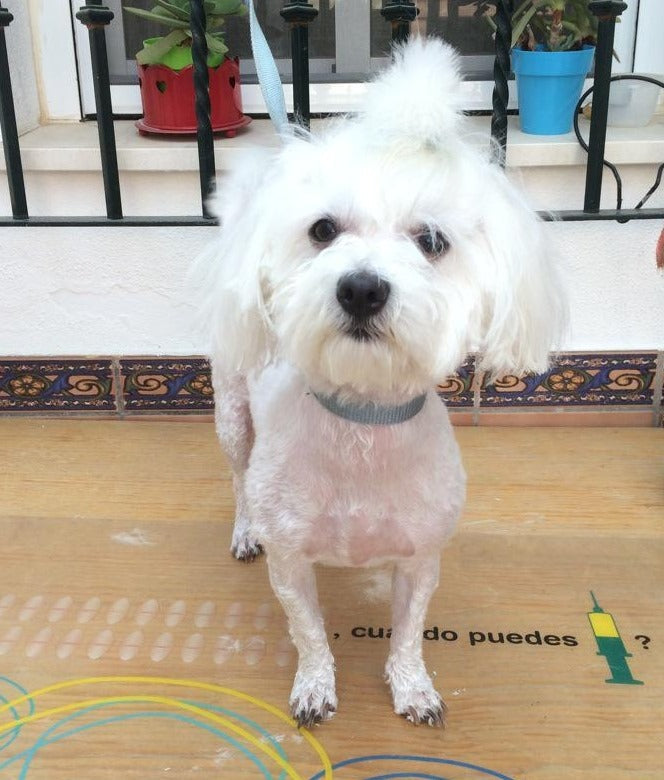 PROHIBIDO RPARA BICHON MALTÉS