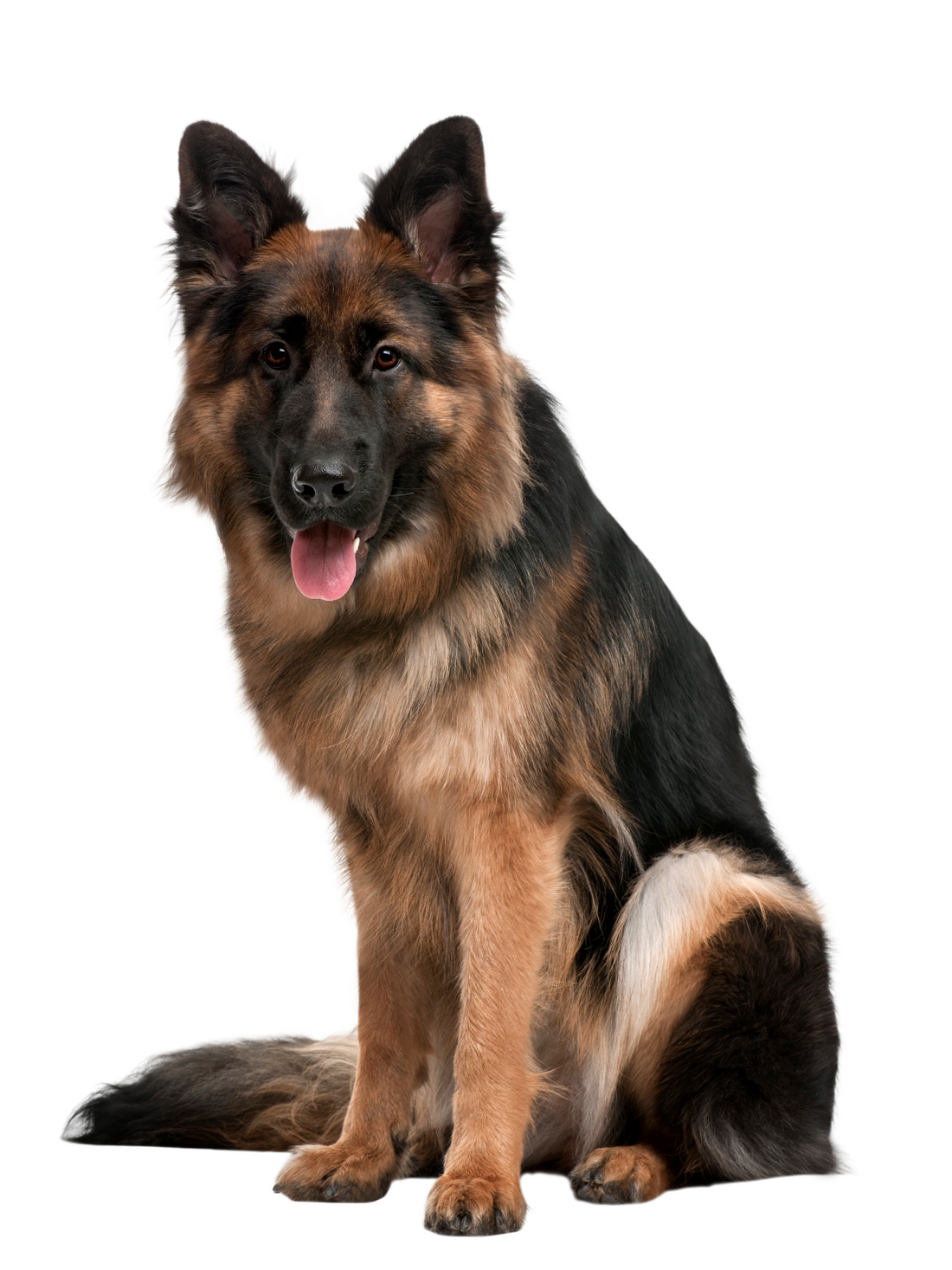 Berger allemand – Maltesitos, image size:1100x1467