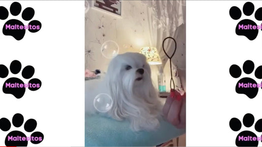 El mejor truco de peinado para un Bichon Maltés