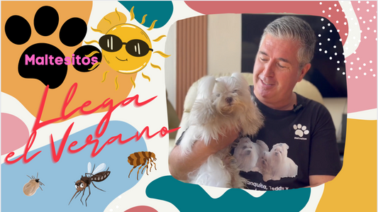 LLEGA EL VERANO y el sol caliente y los bichos...