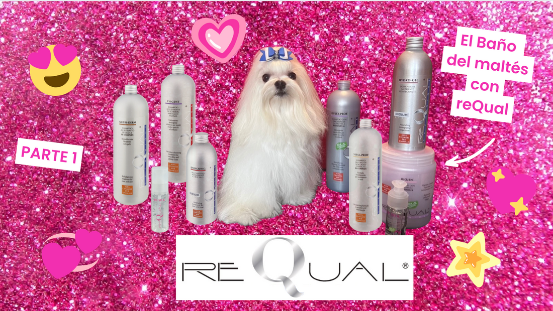 reQual - EL BAÑO  DEL BICHÓN MALTÉS PARTE 1