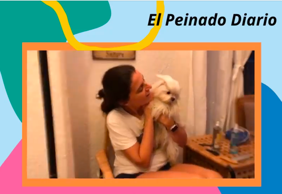 Peinado Diario del Bichón Maltés