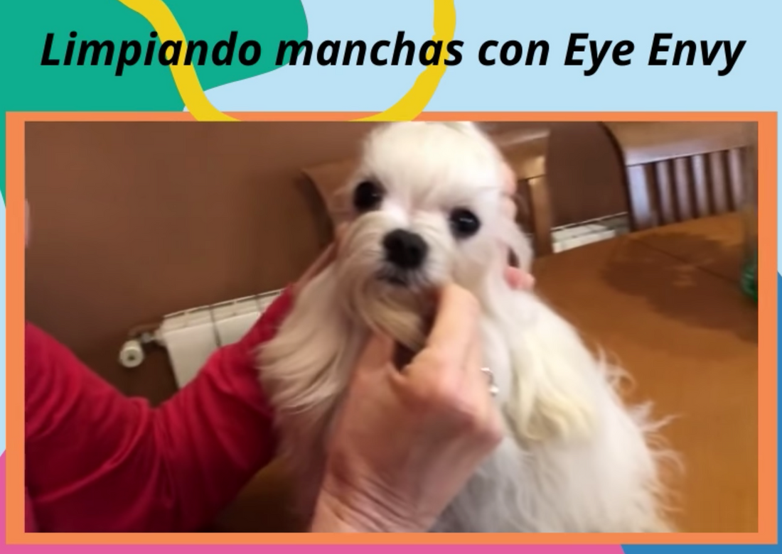 Tratamiento antimanchas de ojos Eye Envy para el Bichon Maltés