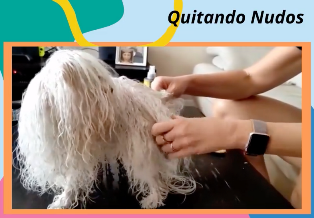 Quitando Nudos del Bichon Maltés