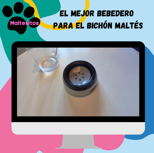 bebedero ideal para bichón maltés