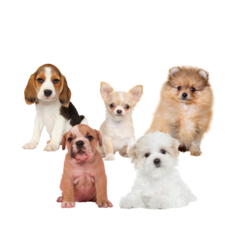 Cuidados del Cachorro