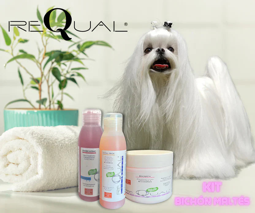 Cómo bañar a un Bichón Maltés paso a paso: frecuencia, productos y técnica (guía 2026)