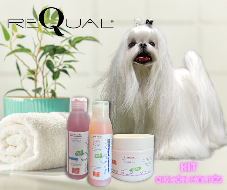 reQual pack Bichon Maltese