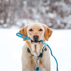 MAX&amp;MOLLY Walking Leash